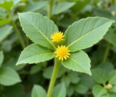 Planta de Tribulus Terrestris